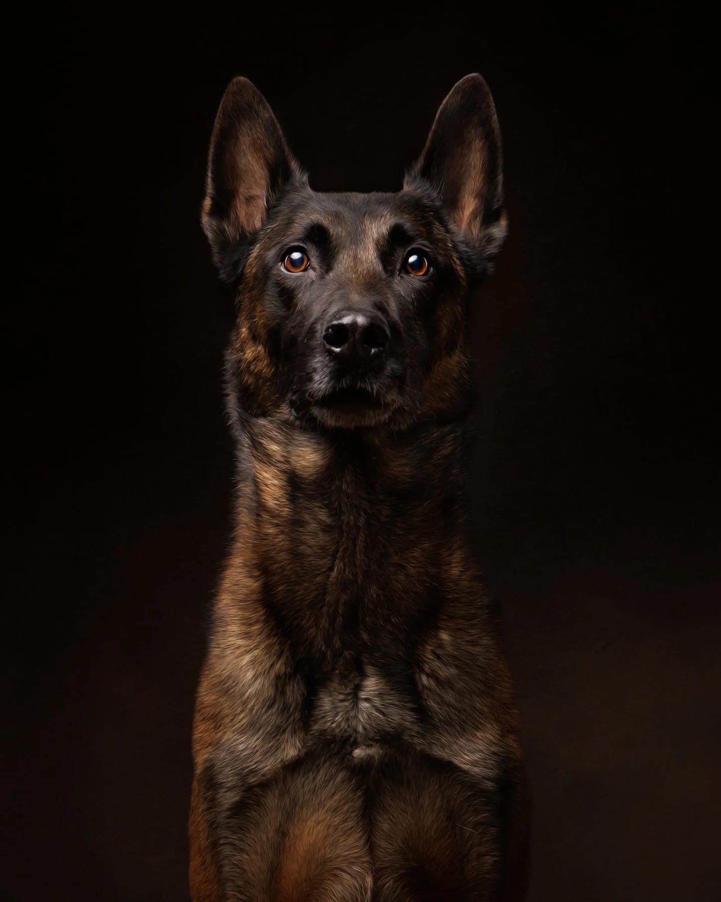 Studio portrait of an alert dog with pointed ears, brindle coat, and amber eyes against a black background.