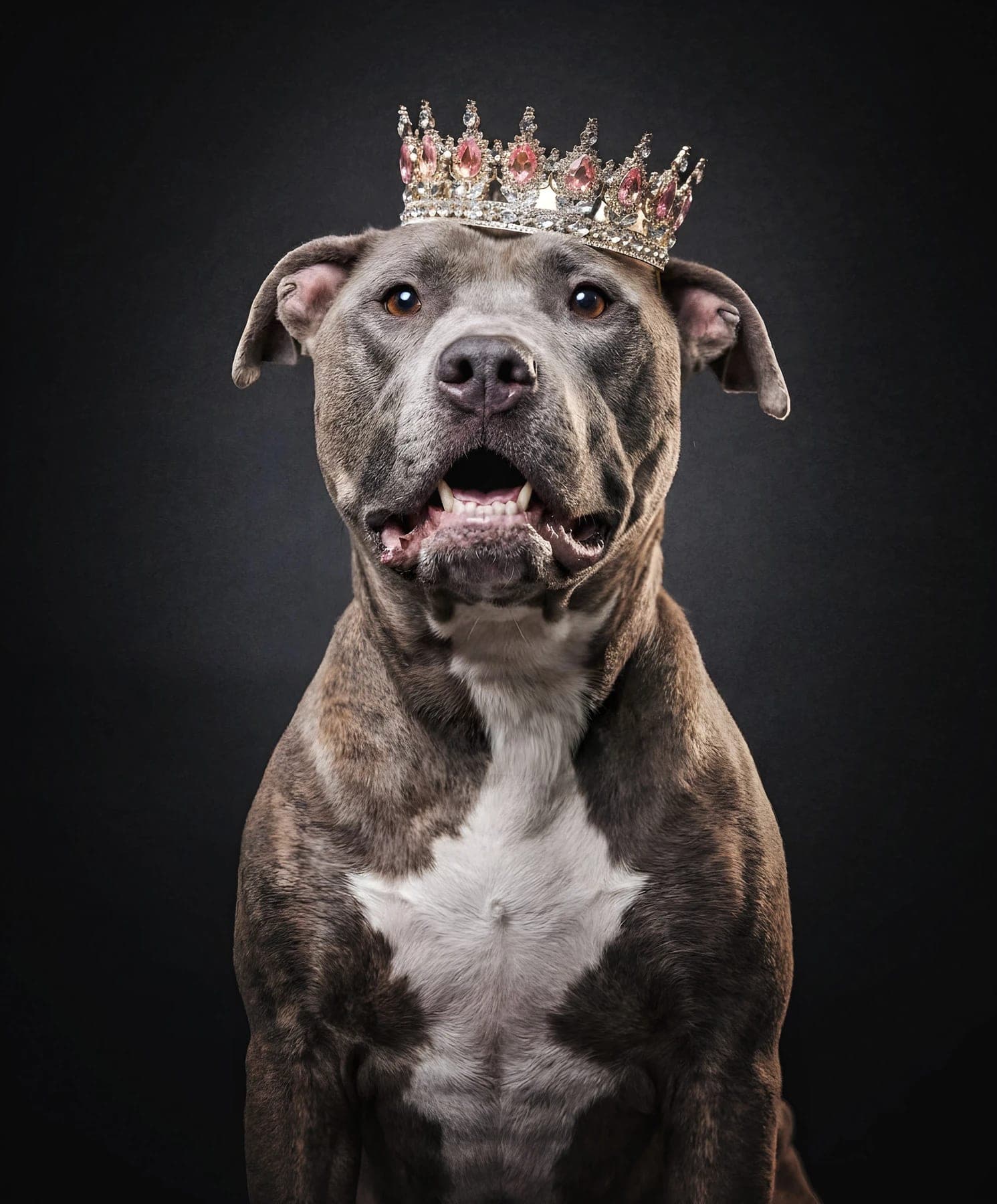 A brindle dog wearing a jeweled crown against a charcoal backdrop