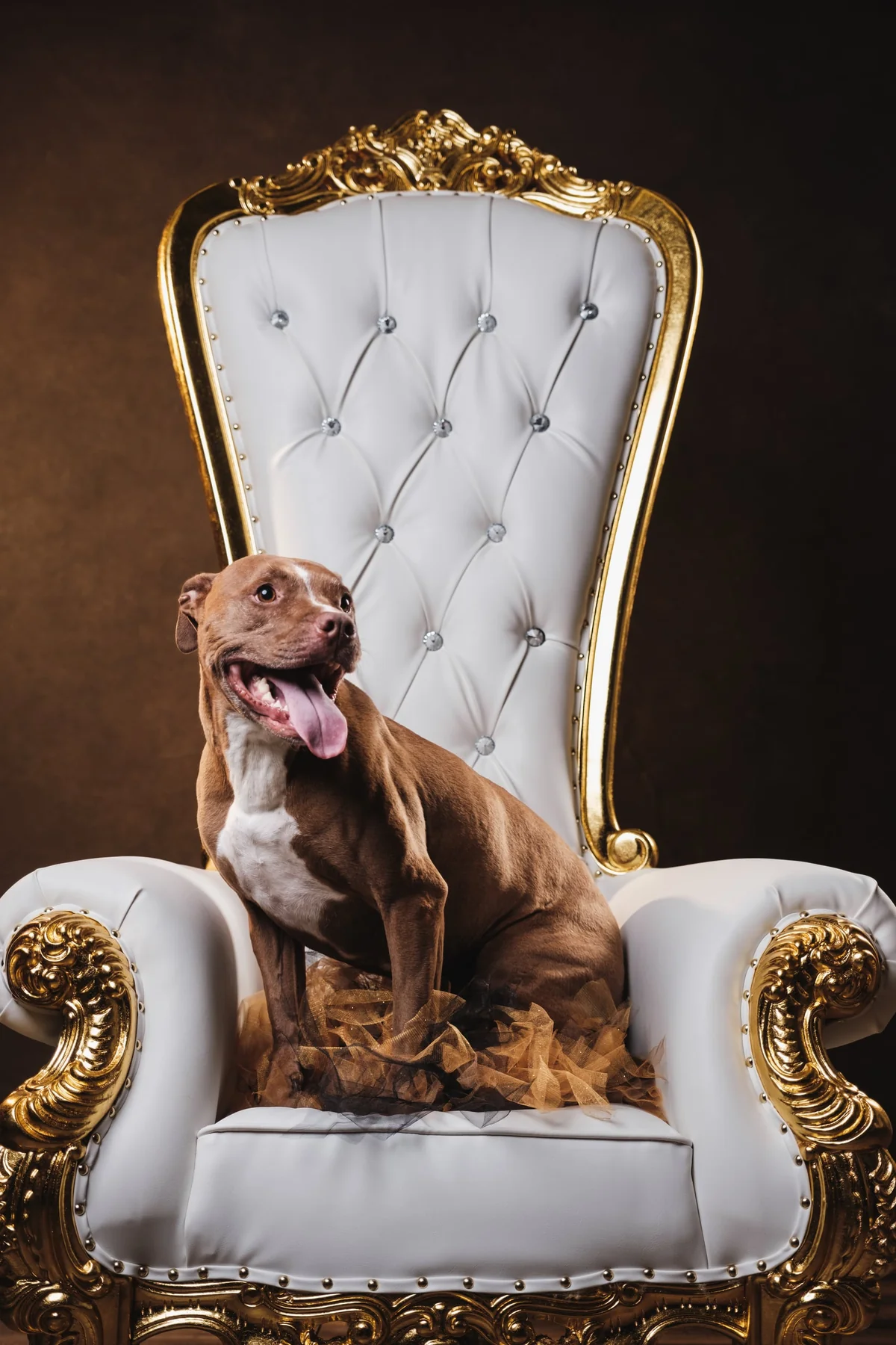 A dog seated on an ornate white armchair