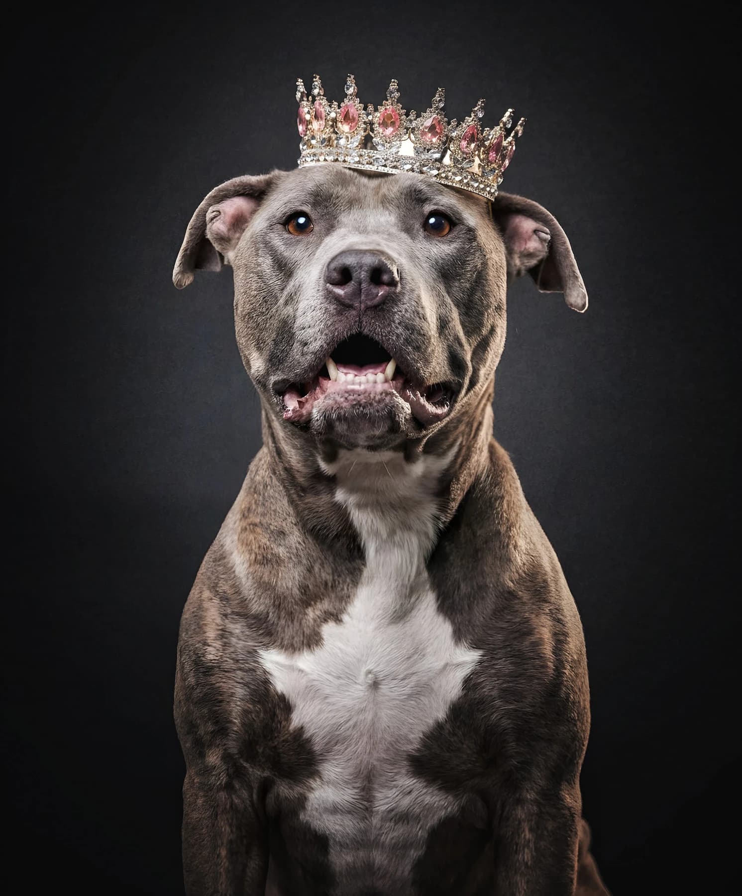 A brindle dog wearing a jeweled crown against a charcoal backdrop