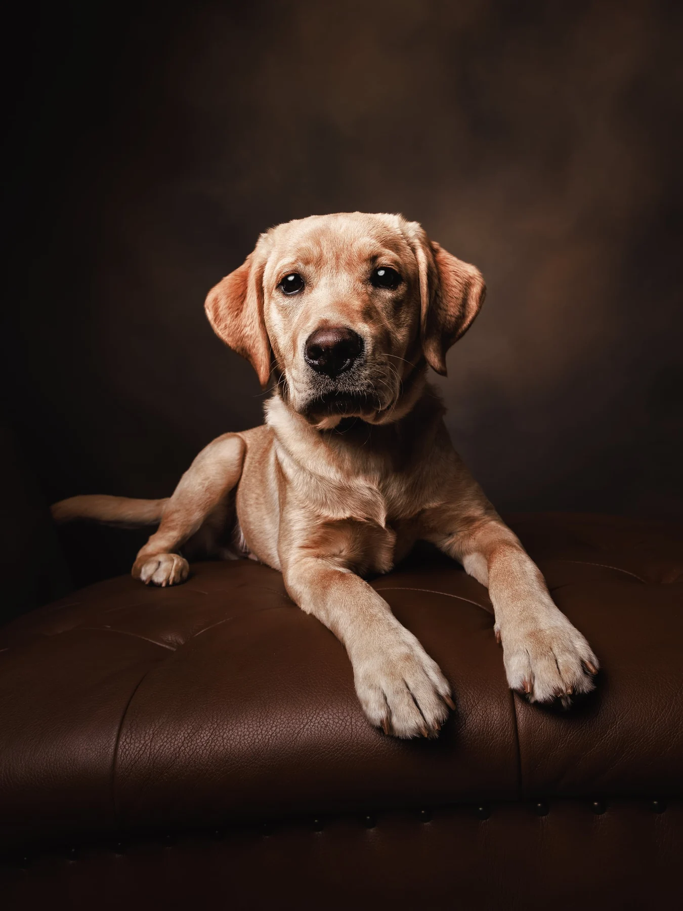 A Labrador puppy resting on a leather ottoman
