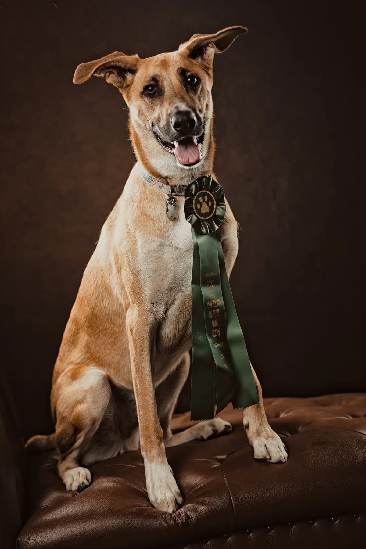 A tan dog sitting proudly with a green ribbon
